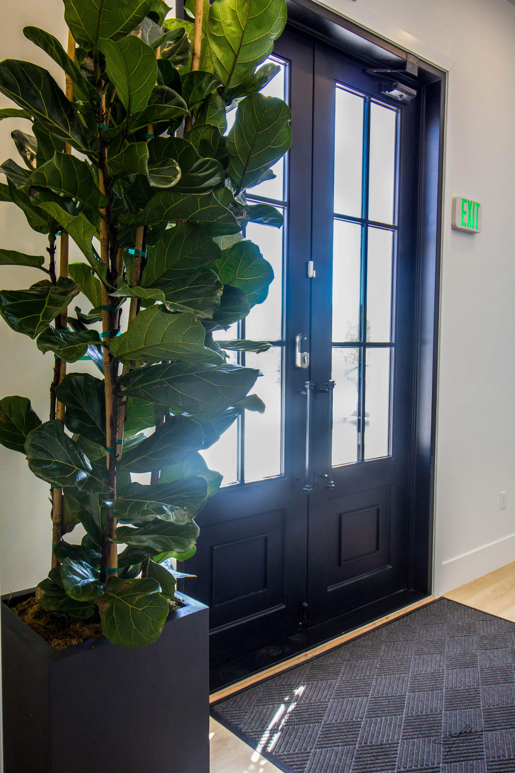 ficus planted in a container next to large doors