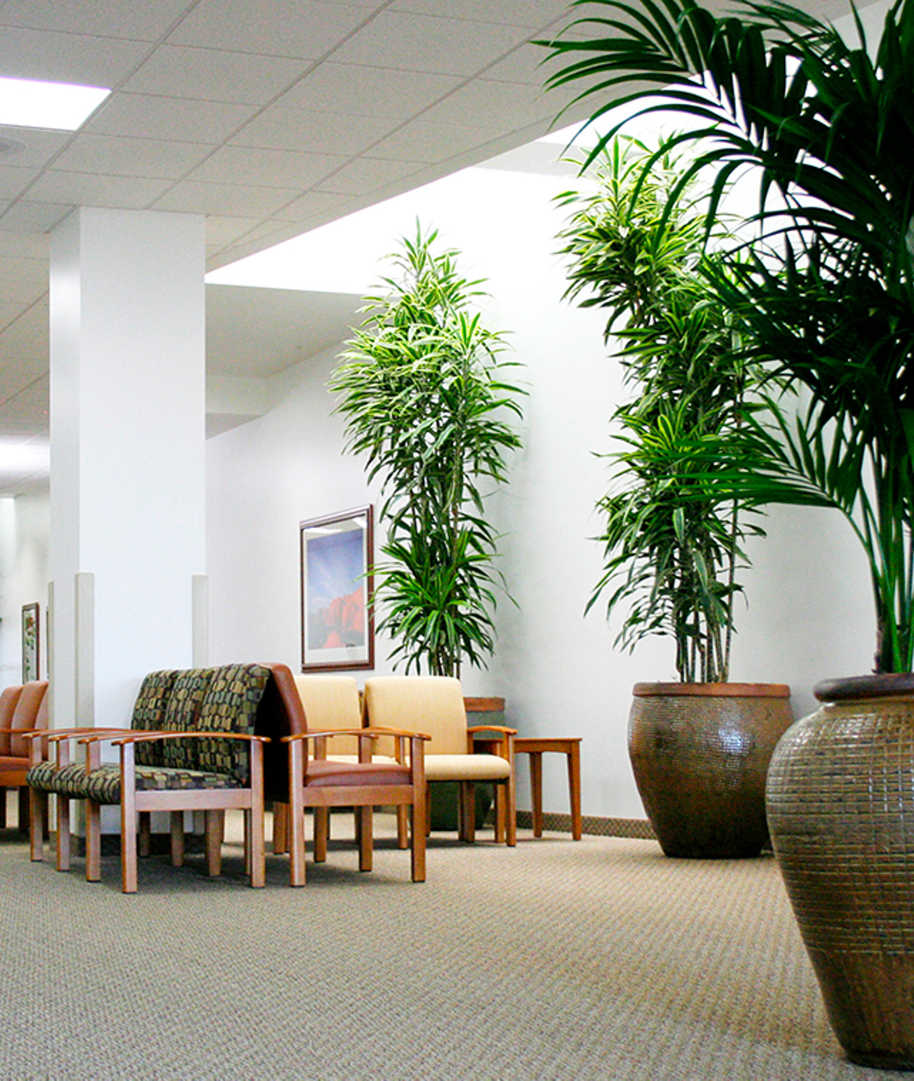trees planted in ceramic pottery in a lobby waiting room