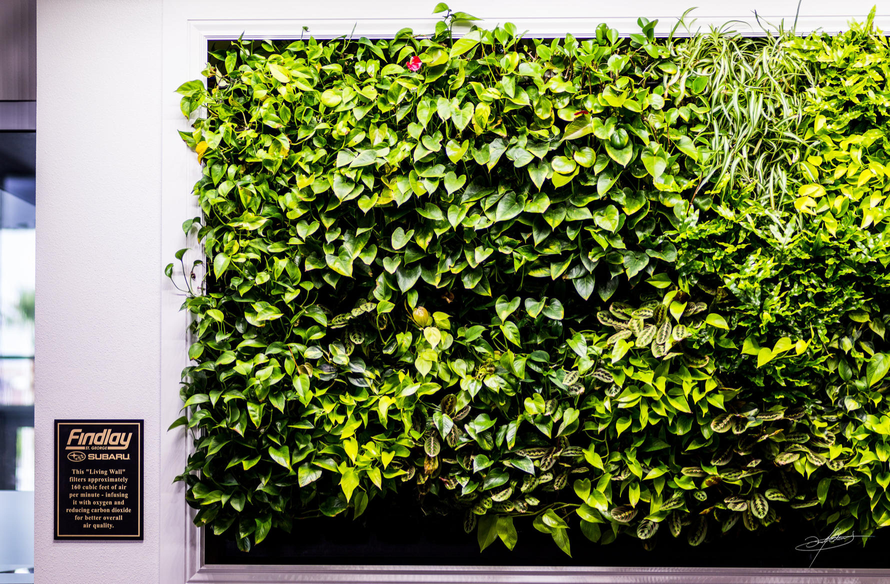 A stunning and lush living wall next to a wall plaque in a findlay subaru