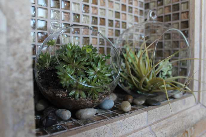 airplants growing in glass bowls on a river-rock decorated shelf